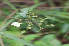 Mussaenda glabrata